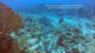 Gladden Spit Marine Reserve Special Edition BELIZE [upl. by Fleurette67]