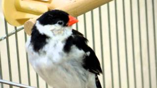 【美声】Pintailed whydahs male KuChan sings a song sometimes strongly and sometimes lovely [upl. by Elorac]