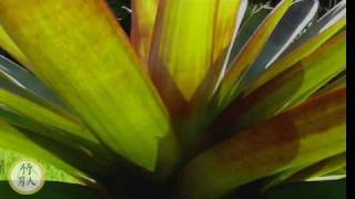 Bromeliads Alcantarea Imperialis Rubra [upl. by Lydell467]