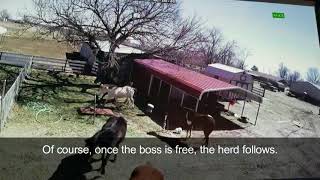 Surveillance video catches horses escaping from pasture running through neighborhood [upl. by Euqinwahs]