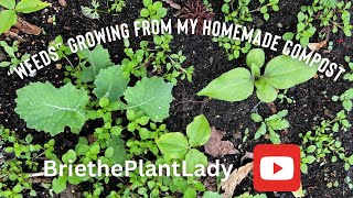 “Weeds” growing from my homemade compost [upl. by Notkcorb]