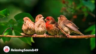 Sonido de Canto de Pajaros por una hora  Birdsing for 1 hour [upl. by Albright]