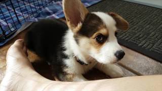 CORGI PUPPIES FIRST DAY AT HOME  Hiro the Corgi [upl. by Aljan]