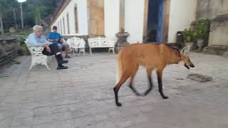 Maned wolf in Brazil [upl. by Aleunam186]