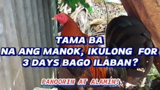 TAMA BA NA ANG MANOK IKULONG FOR 3 DAYS BAGO ILABAN [upl. by Atteuqaj458]