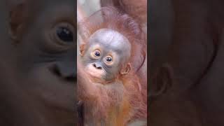 Up Close With The Cutest Baby Orangutan Ever shorts [upl. by Julie]