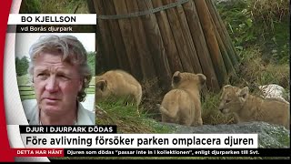 Borås djurpark förklarar varför lejonungarna dödas  Nyheterna TV4 [upl. by Euqinotna]