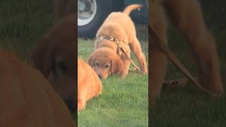 Two golden retrievers playing on the golf course ❤️🐶 [upl. by Mollie]