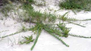 Beach Vitex Kudzu of the Coast [upl. by Akcinehs534]