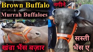 पशु मंडी खंन्रा 2872022 Brown Buffalo and murrah Buffaloes  sale in Khanna mandi jbs video PB [upl. by Hsejar932]