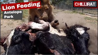 Lion Feeding Antelope Park in Zimbabwe November 2012 [upl. by Arline]