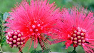 Calliandra plant ।। Powder puff grow shortvideo gardening plants [upl. by Adnoluy]