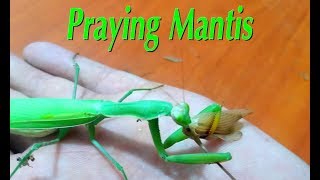 Praying Mantis incredible insect with supernatural powers [upl. by Odnumde565]