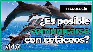 ¡Increíble Tecnología de Sonido que Permite Hablar con Cetáceos VidaTV comunicacionanimal [upl. by Burger70]