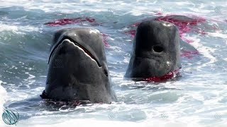 PILOT WHALE ─ Even Orcas are Afraid of the Cheetahs of the Deep Sea [upl. by Naquin]