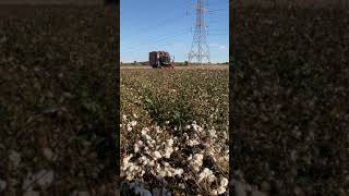 Case 6 row Module Express cotton picker [upl. by Ciardap560]