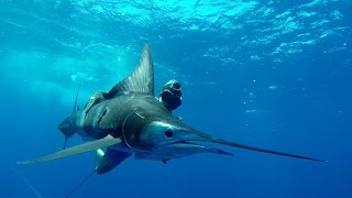 SPEARFISHING MARLIN East Coast Australia [upl. by Kathryn40]