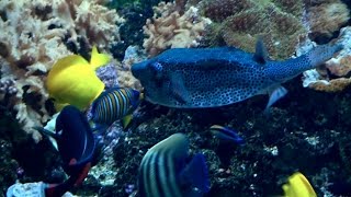 Rencontre avec les plus beaux poissons du monde [upl. by Essile]