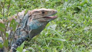 Garrobo  Spiny tailed Iguana  Ctenosaura similis [upl. by Kassie454]