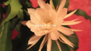 Johnny Stimson  Flower Official Lyric Video  YouTube Music [upl. by Puttergill]