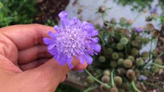 How to Seed Save Scabiosa Pincushion flowers [upl. by Yrrag]