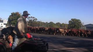 DRIVING THE CATTLE THROUGH PROSTON [upl. by Durstin]