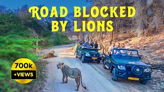 Lions Blocked Safari in Gir National Park Gujarat  4K UHD Hindi  हिन्दी [upl. by Etem889]