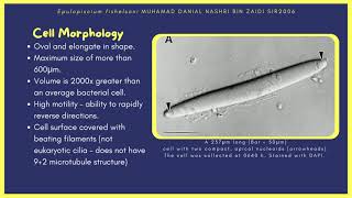 Epulopiscium fishelsoni  A Large Marine Bacteria [upl. by Yme]