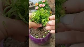 pruning portulaca flowers and planting gardenflowerplants portulacaflower [upl. by Beuthel]