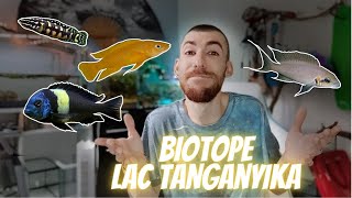 Mon premier Biotope pour cichlidés du Lac Tanganyika [upl. by Ivonne]