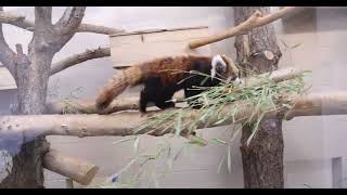 More Pouncey Red Panda Cubs [upl. by Stedman]