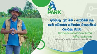 අච්චෙලු යුධ බිම්  ගොවිබිම් කල රතුළුණු වගාව  Red onion cultivation at AParkJaffna  Achchelu [upl. by Sydel]