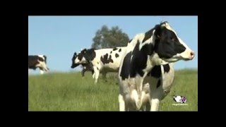 Vídeo proceso de producción de la leche [upl. by Garap]