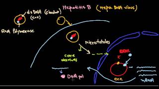 Hepatitis B virus life cycle [upl. by Llerrat]