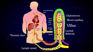 Structure of Villi  Absorption and Assimilation  Villus [upl. by Yarased]