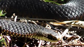 Lowland Copperhead Snake [upl. by Fang]