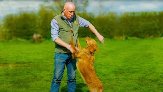 Training a Dog to Behave [upl. by Ladnyk]