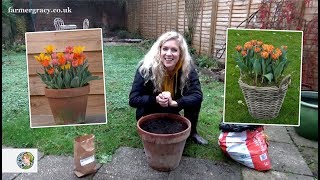 How to plant Tulips bulbs in a pot or container  FarmerGracycouk [upl. by Akeemahs]