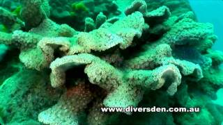 Diving the Great Barrier Reef  Liveaboard OceanQuest from Cairns [upl. by Baptiste]