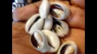 The many uses of the Wonderful Cowrie Shell [upl. by Dan]