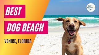 We Found the BEST Dog Beach  Venice Florida [upl. by Ahtiekal]