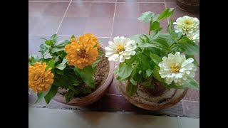 Zinnias 5 tips to grow well in pots  How to Care and grow Zinnias [upl. by Nylorak945]