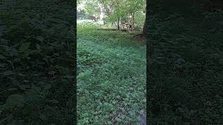 Jewelweed in June medicinalherbs medicinalplants outdoors hiking [upl. by Guthry]