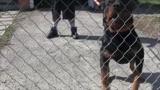 Aggressive Rottweiler Part 1 completely out of control and extremely dangerous [upl. by Kcirderf488]