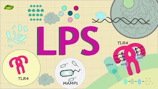 What is LPS signaling  Know Everything  Basic Science Series English [upl. by Terb]