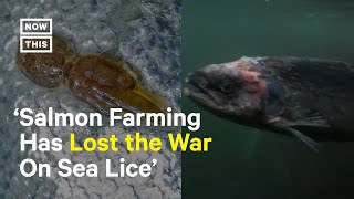 Sea Lice Pose a New Threat Developing Chemical Resistance [upl. by Aiek661]