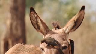 Yellowbilled Oxpecker 2018 [upl. by Archibaldo373]