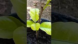 haw to grow orange catting plant shorts garden [upl. by Llertak]