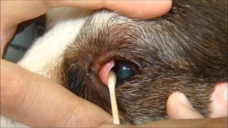 Debridement of an indolent ulcer in a dog using a Qtip applicator under topical anesthesia [upl. by Mahsih]