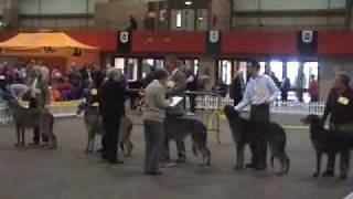 Scottish Deerhounds Scottish breeds Show 2007 [upl. by Budworth]